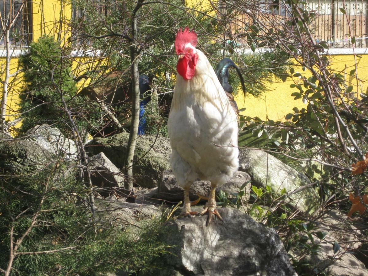 Hotel Rural Los Frutales Cercedilla Zewnętrze zdjęcie